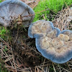Hydnellum Caeruleum Mushroom - 1oz