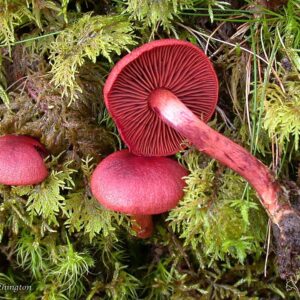 Cortinarius Sanguineus Mushrooms - 1oz