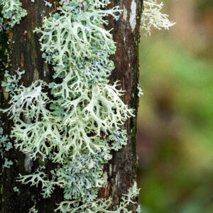 Evernia Lichen - 1/2oz
