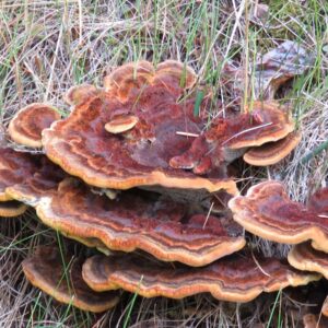 Phaeolus Schweinitzii Mushroom – 1oz