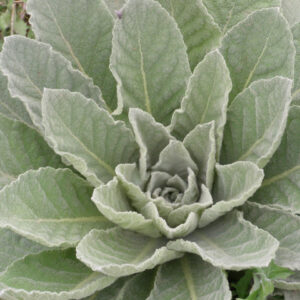 Mullein Leaf - 16oz