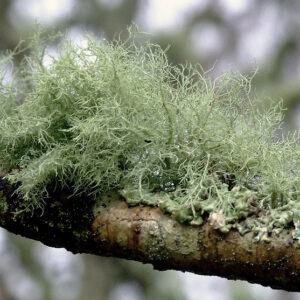 Usnea Lichen - 1/2oz